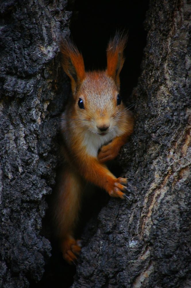 Белка спелеолог