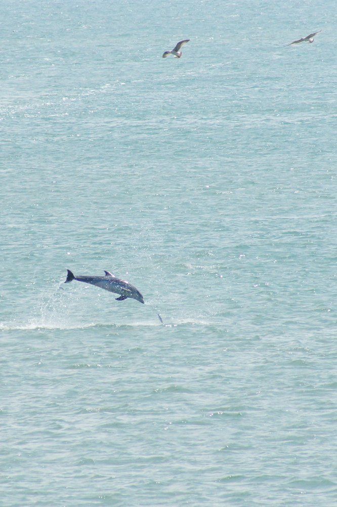 В погоне за добычей