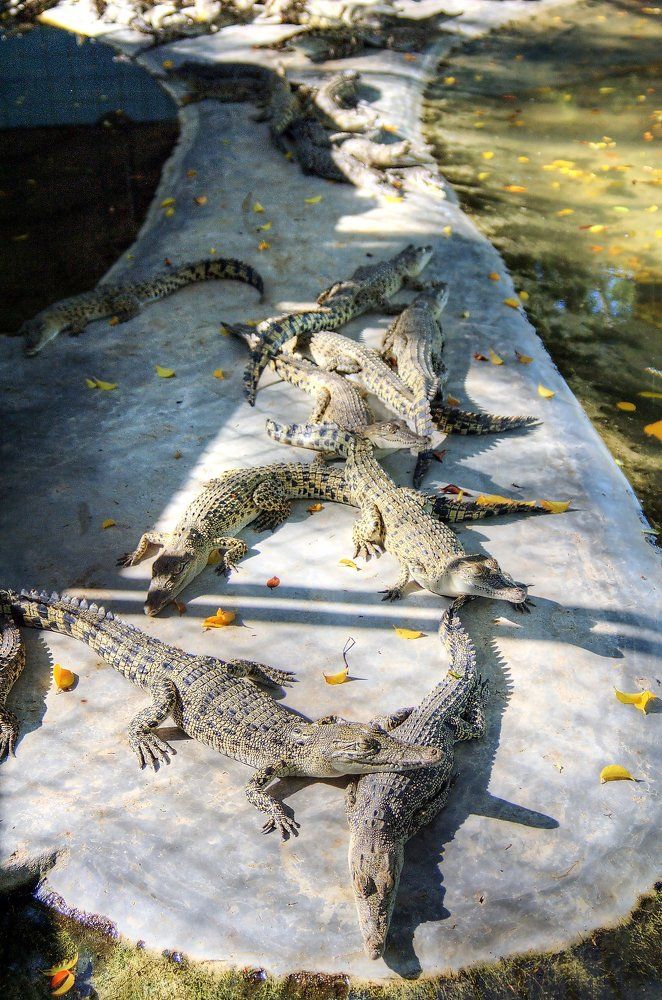 Маленькие, но много