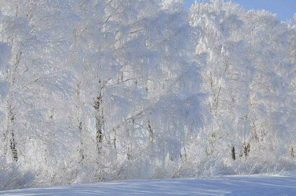 Зимние красавицы