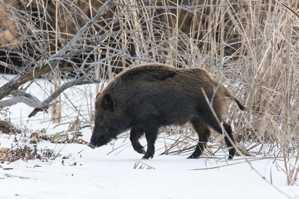 Зимний променад