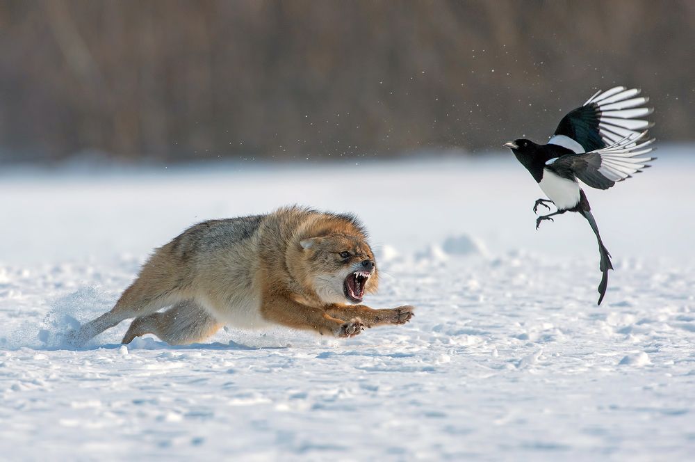 Зимна среща