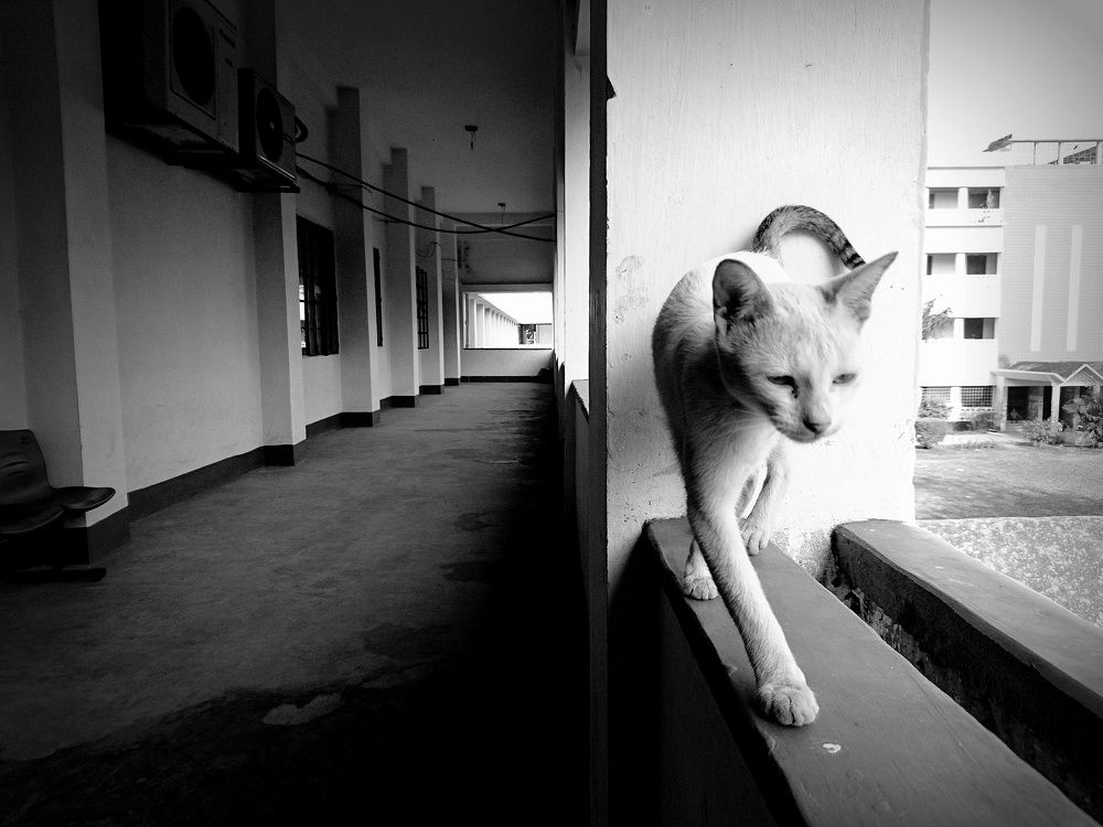 The silent Emperor..!