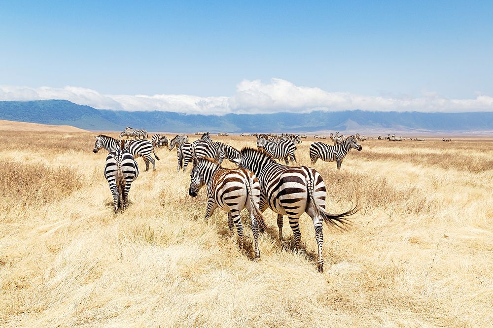 Zebras in the savannah