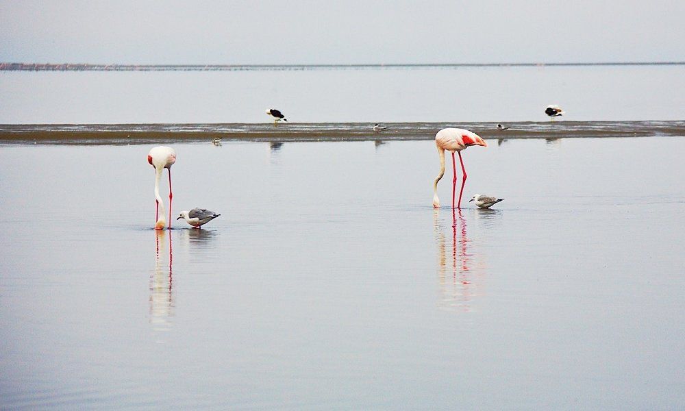 халява ,сэр ...