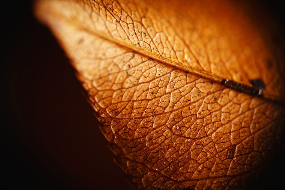 Extreme Close-up of autumn leaf on black background