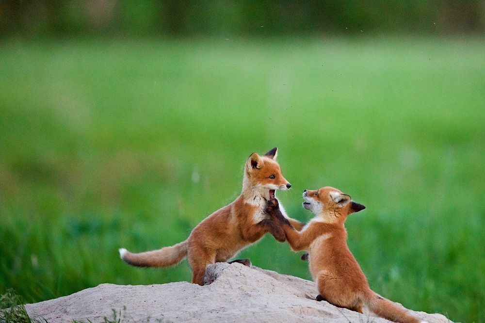 уже ... проглотил ...