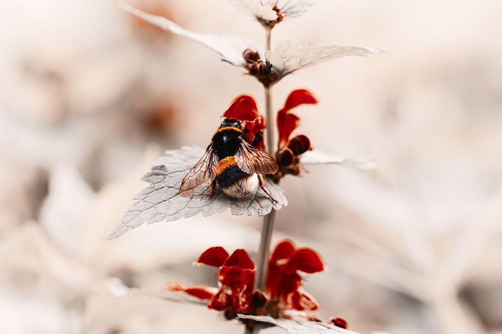 Close-Up Of Bumblebee On Red Flowers