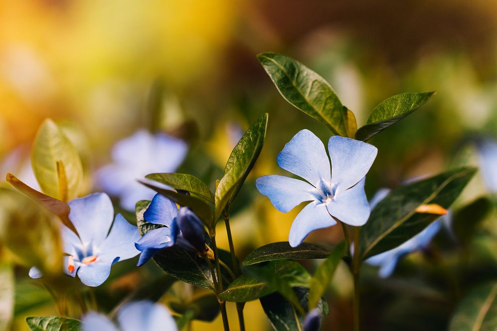 Wild Vinca flower. Bigleaf Periwinkle in nature. Барвинок