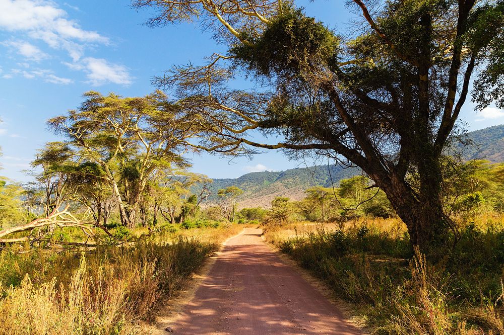 Dirt road thru African Forest