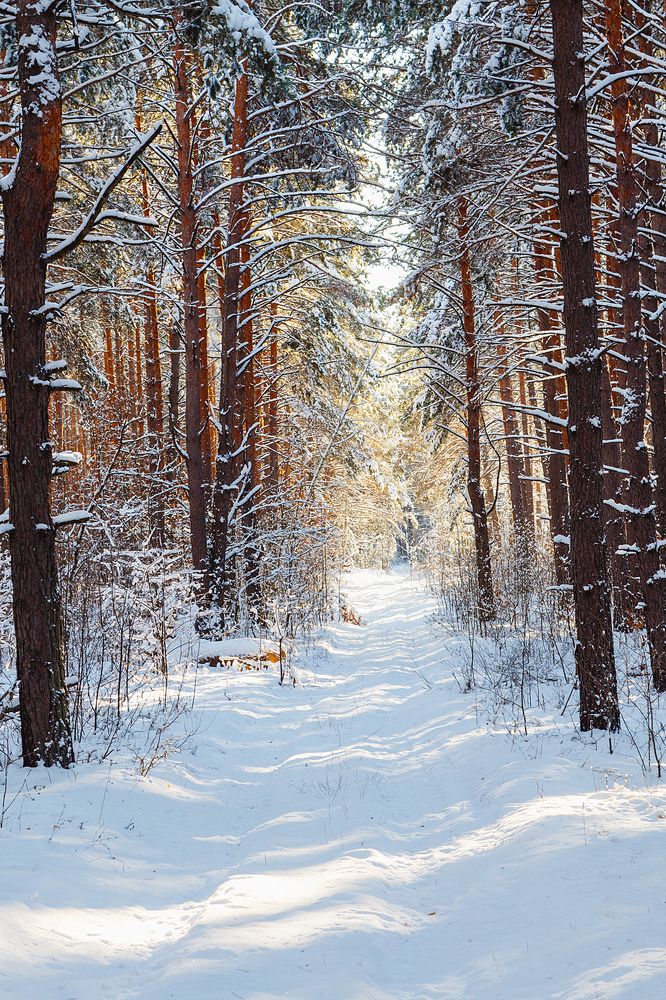 Country road in winter forest