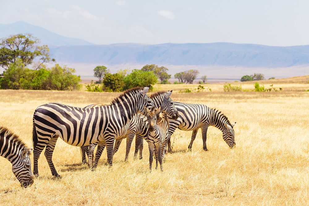 Zebras on the meadow at Ngorongoro Conservation