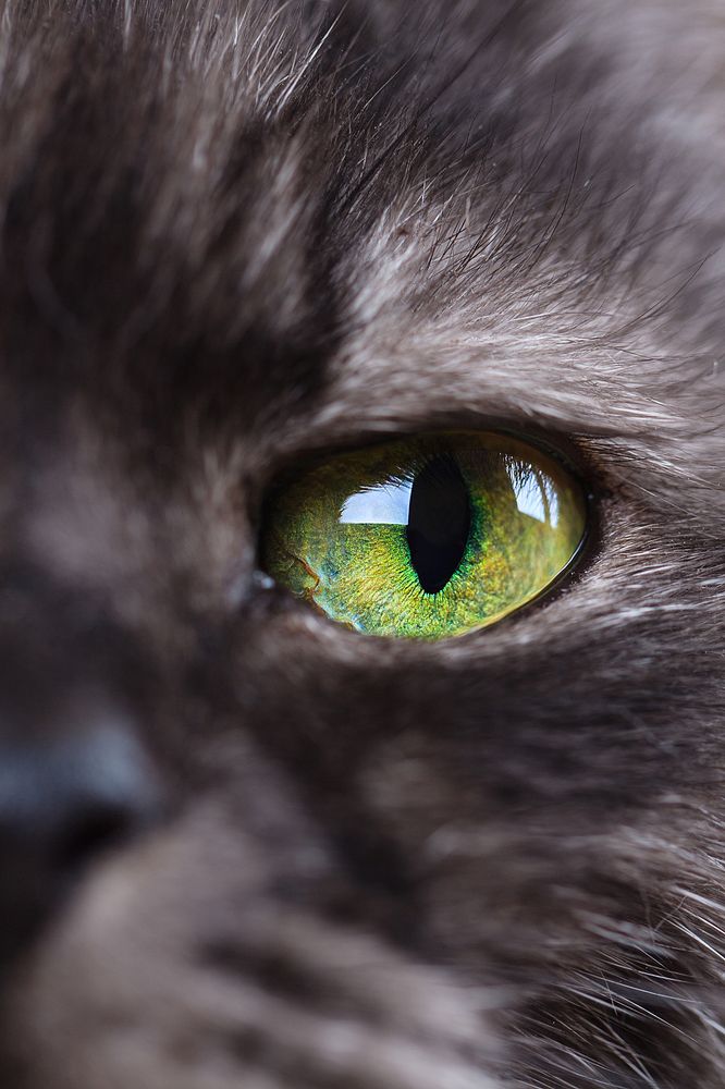 Extreme close-up of green cat eye