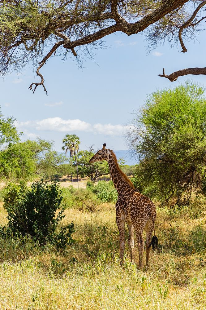 The Masai giraffe (Giraffa camelopardalis tippelskirchi)
