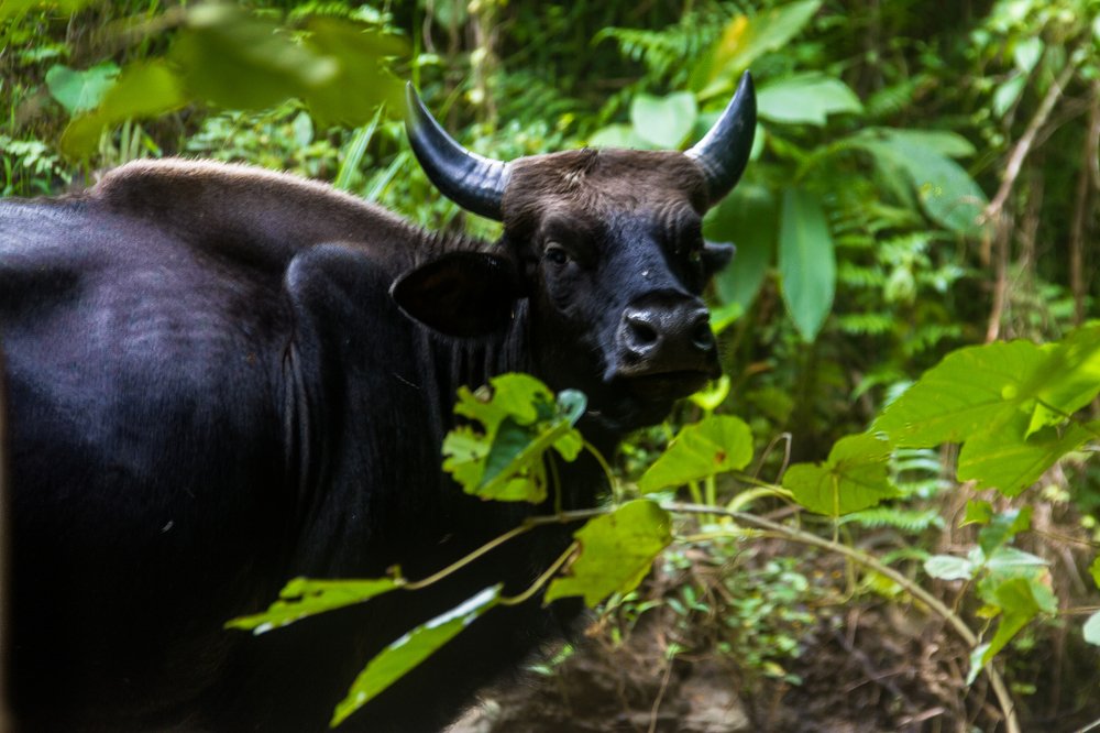 Gaur/ Indian Bison
