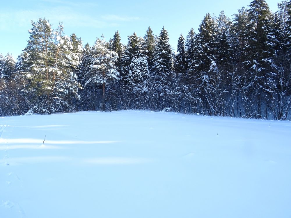 Спит зимний лес