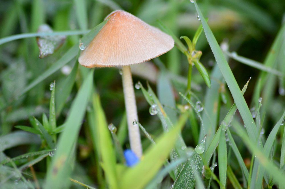 Grass and Mushroom