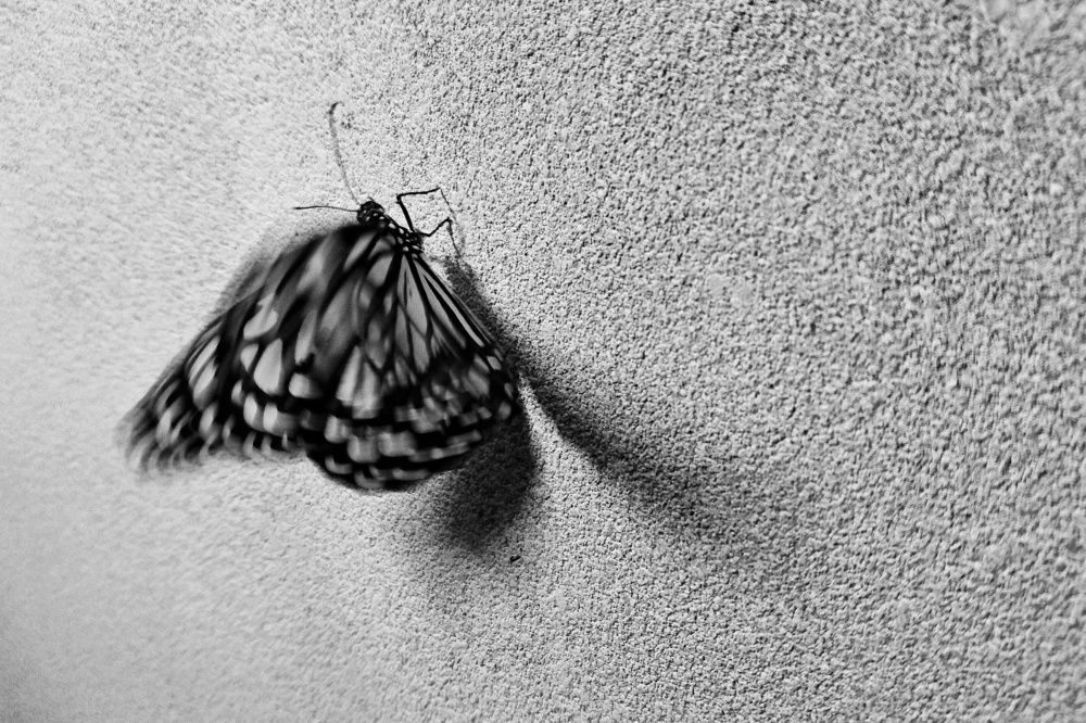 The butterfly effect!
