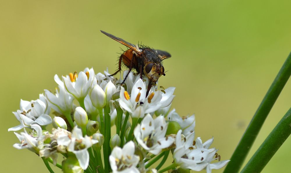 Photograph by Žanas Kalvaitis