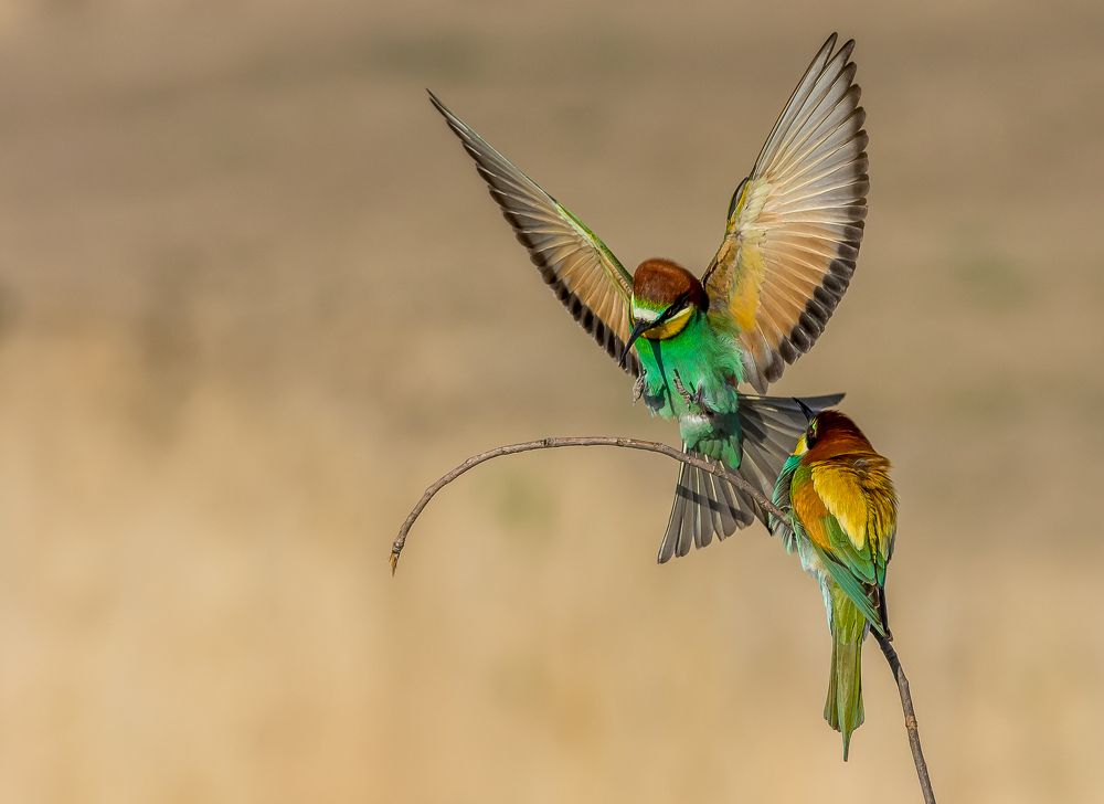 bee-eater