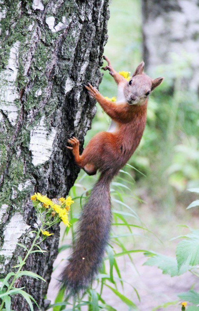 Лесной гость