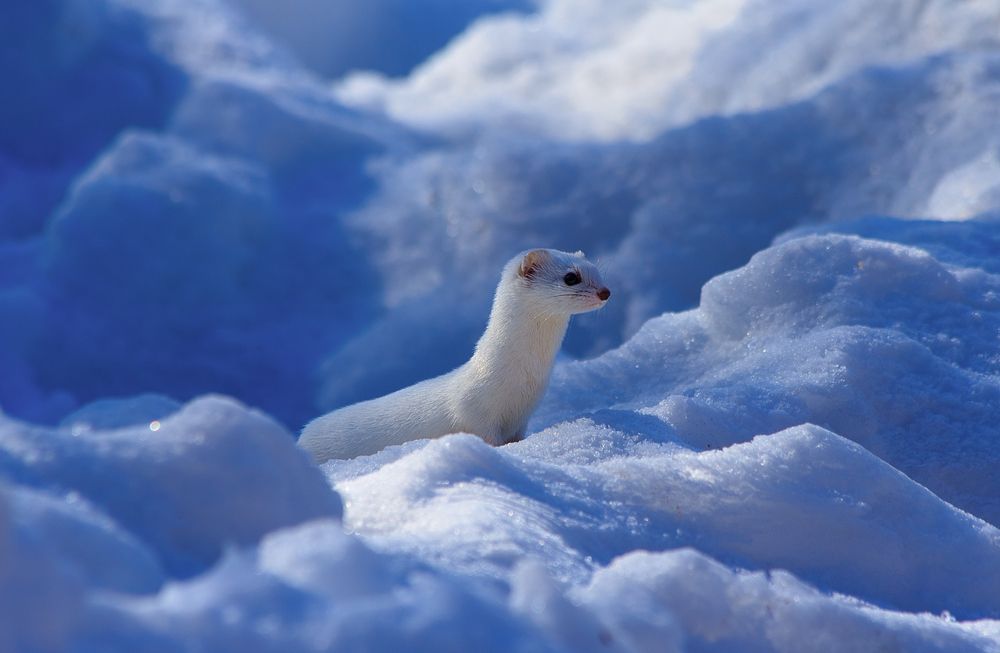 Среди снегов