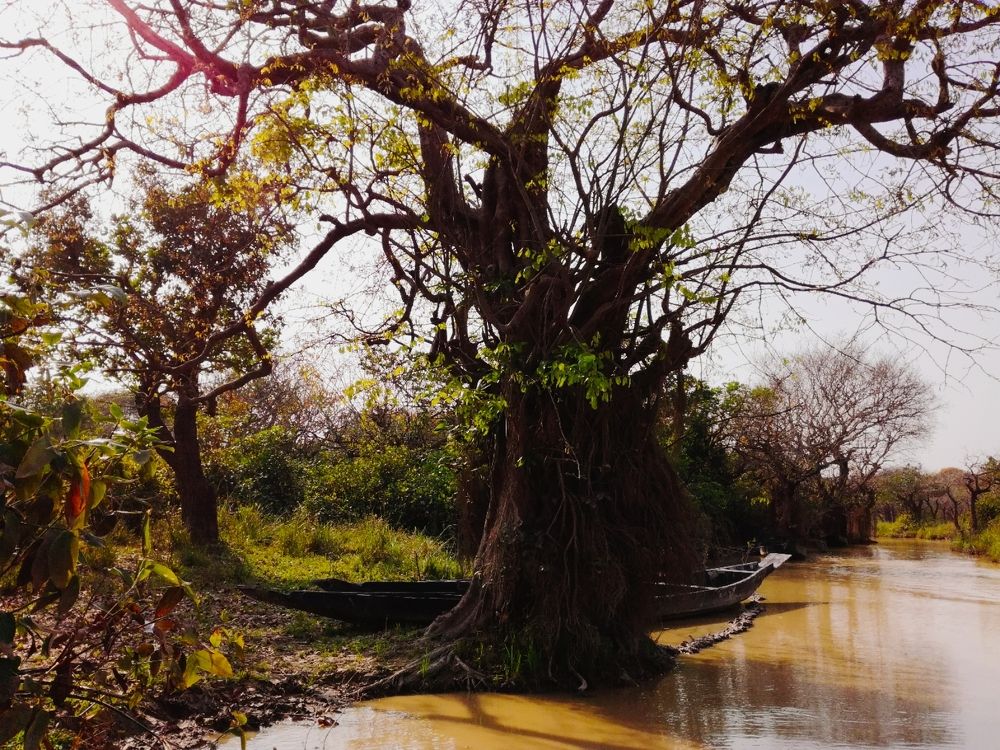 Ratargul swamp forest