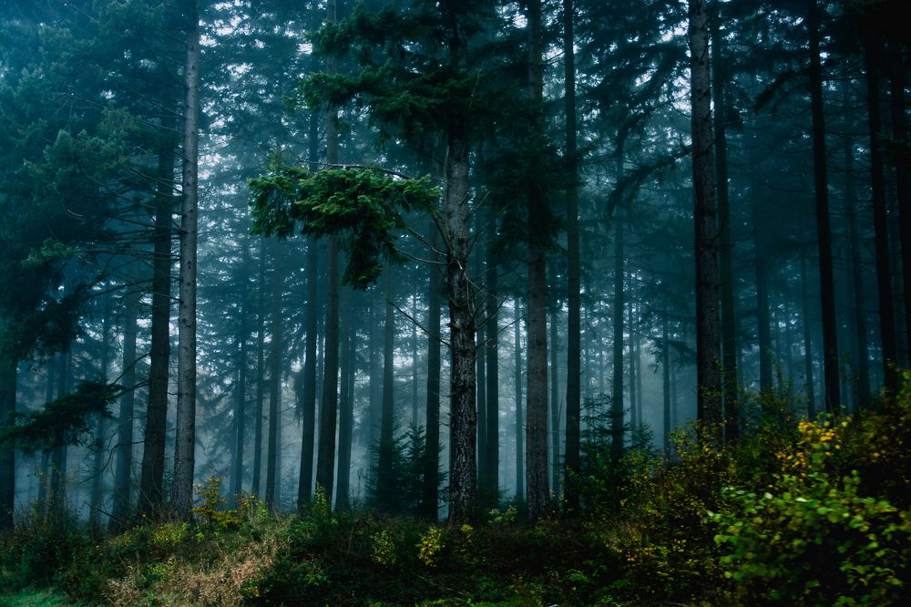 Дерево в лесу