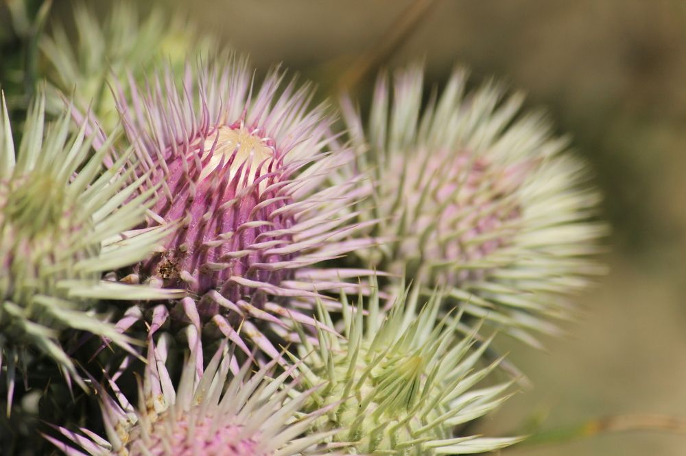 Приморские цветы.