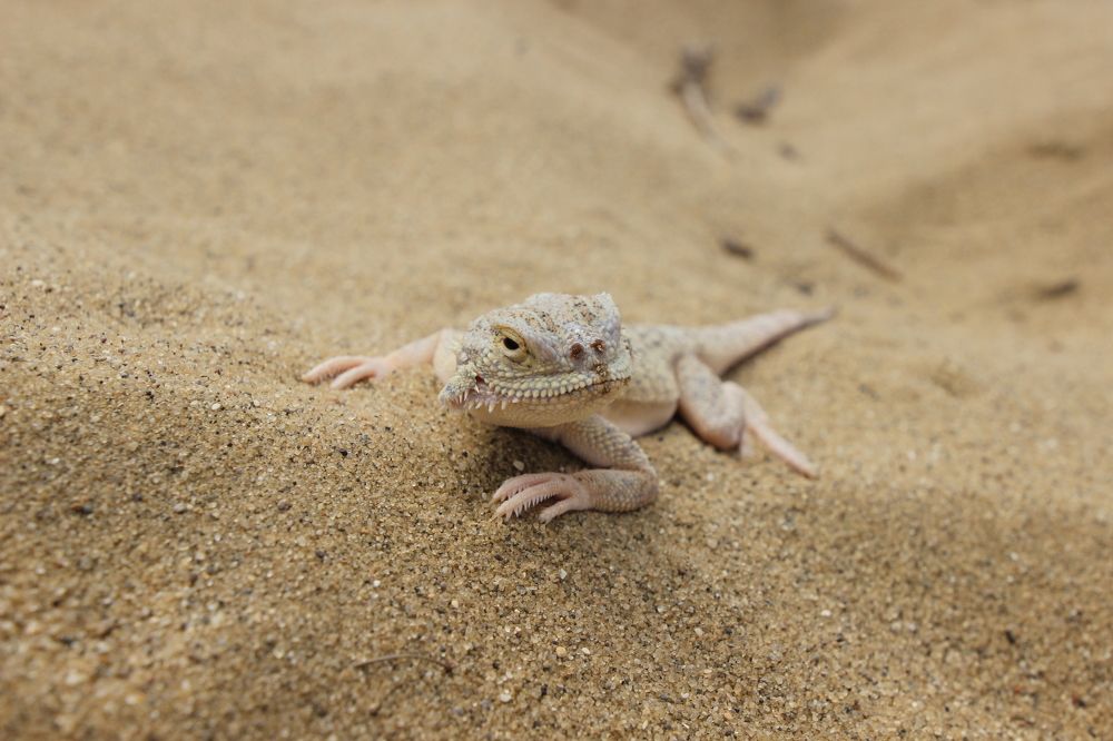 Ящерица круглоголовка греется на песке.