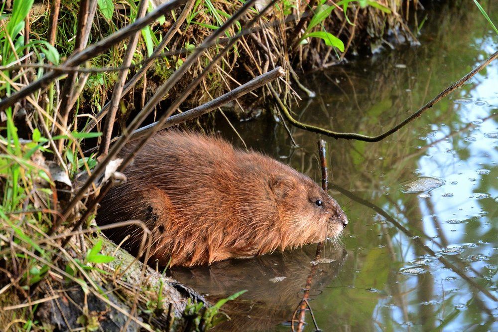 Ондатра у норы