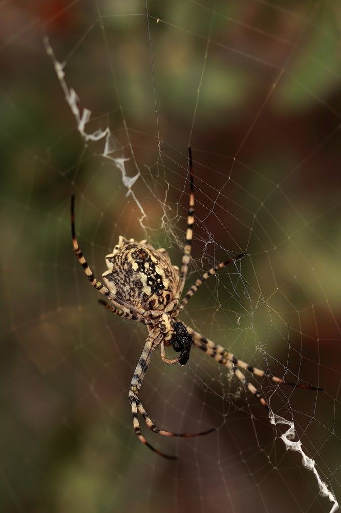 devorando a su presa