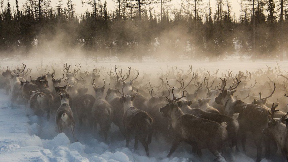 Photograph by Svetlana Guzeeva