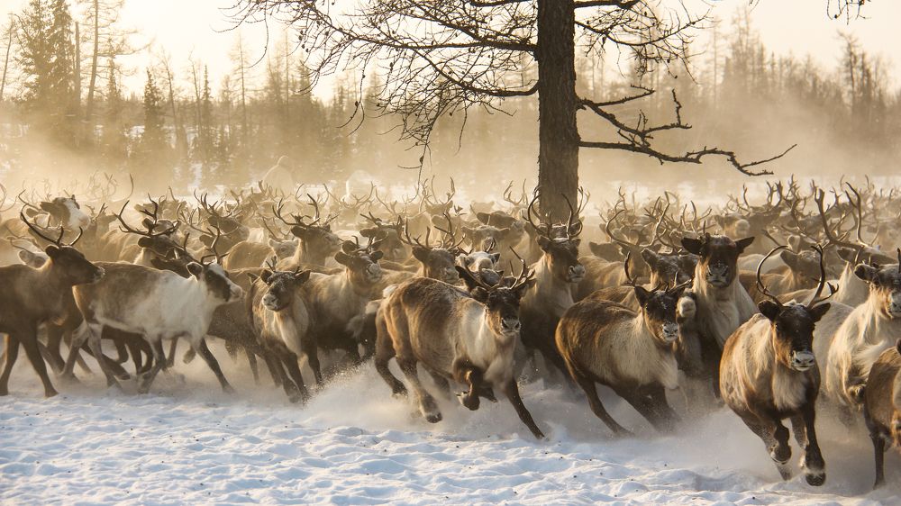 Photograph by Svetlana Guzeeva