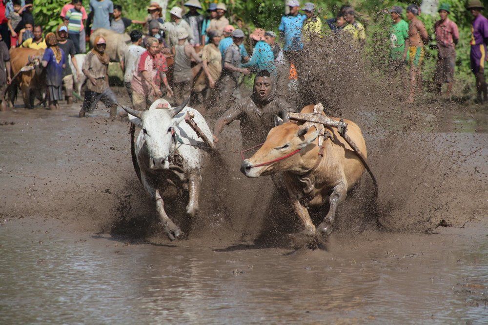 BULLS RACE