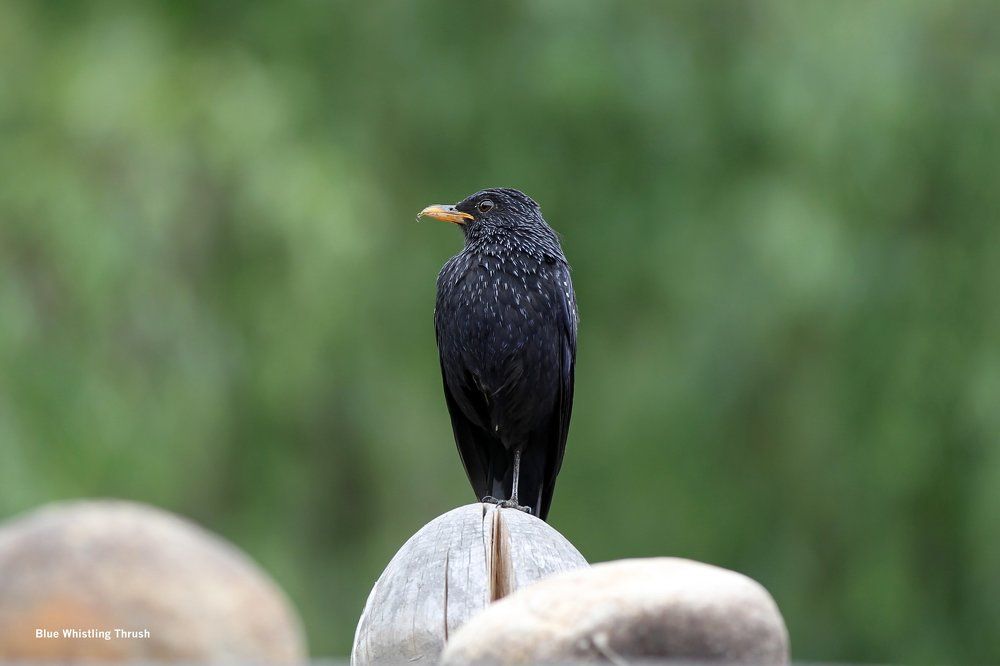 Blue Whistling Thrush