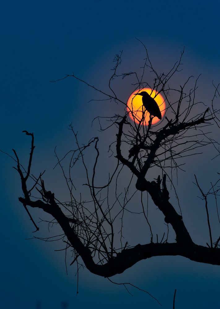 A alone egret with sunset