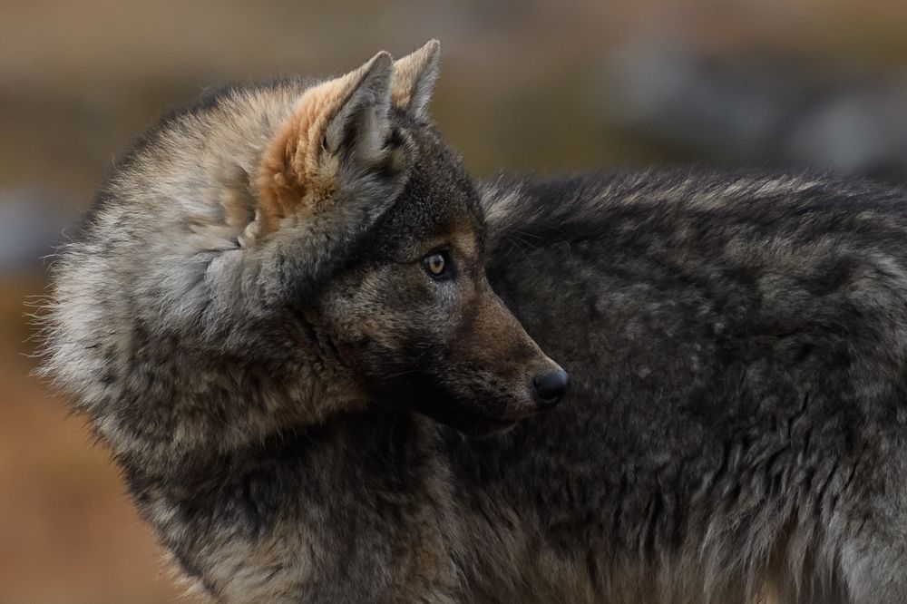 Молодая волчица