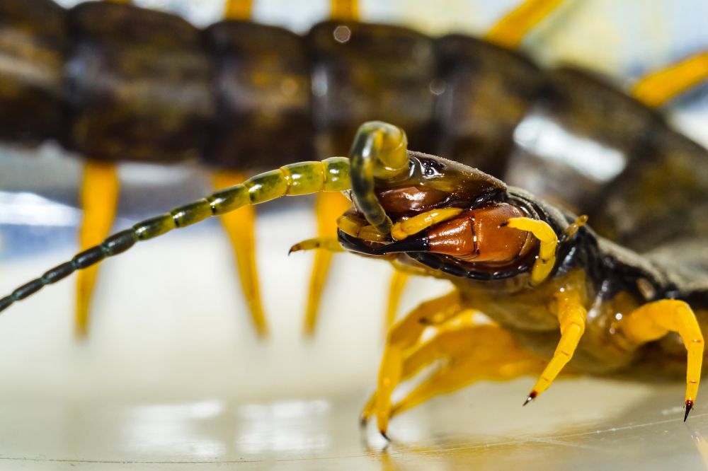 Сколопендра