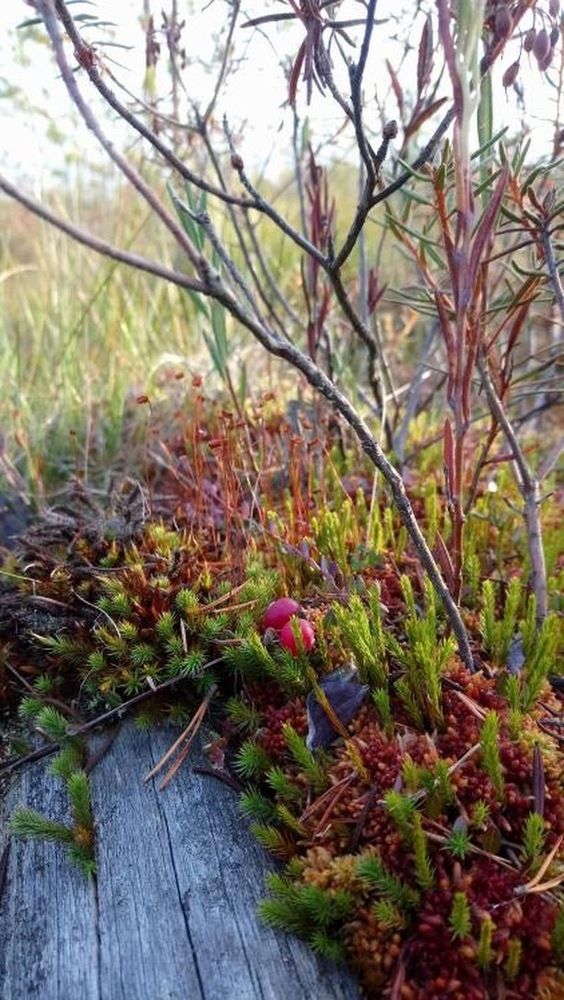 Клюква зреет на болотах – Собирай, кому охота!