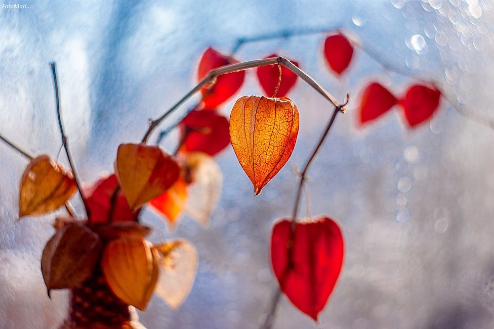 Солнечный физалис.