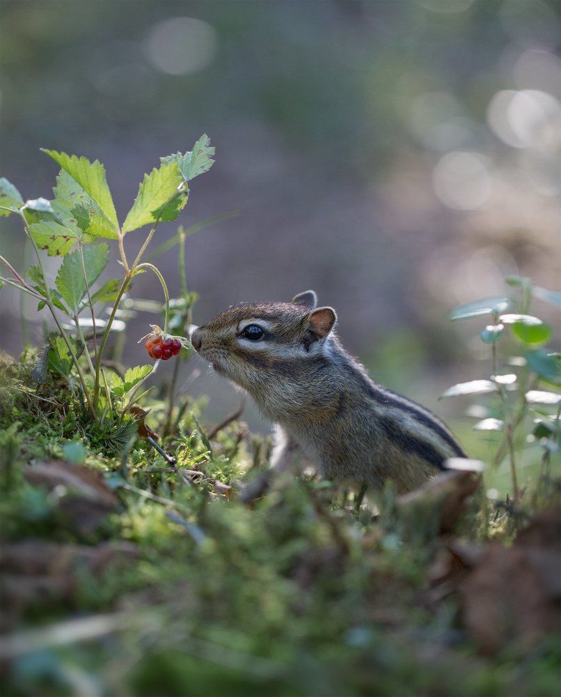Бурундук и княженика