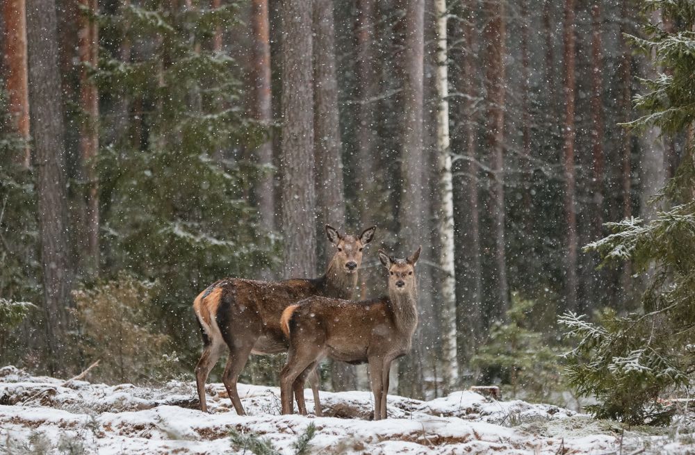 Дочки-матери.