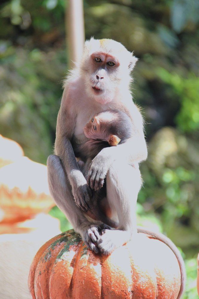 Monkey see, monkey do.