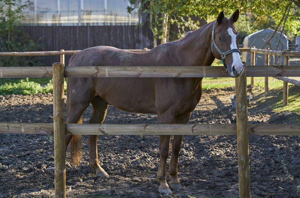 Horse in the paddock