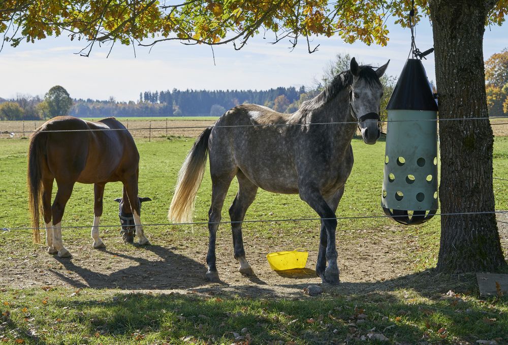 Horse in the field in October