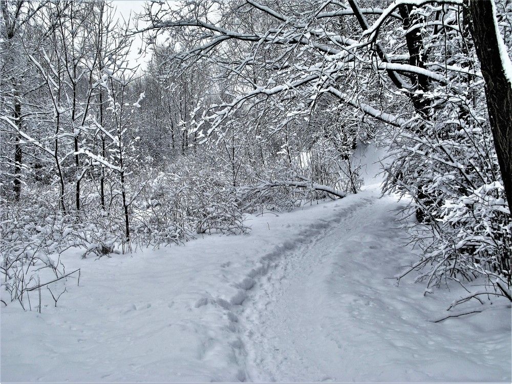 Тропинка в лесу