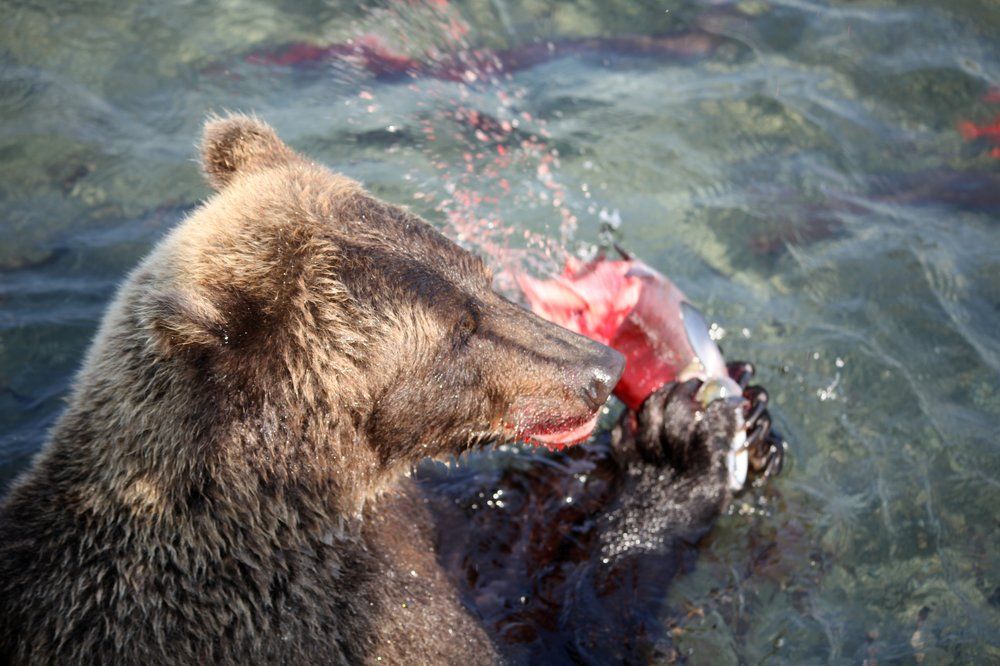 Photograph by Владимир