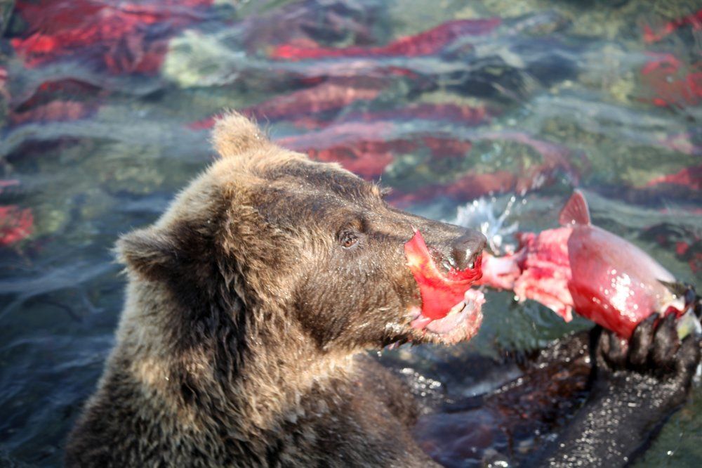 Photograph by Владимир