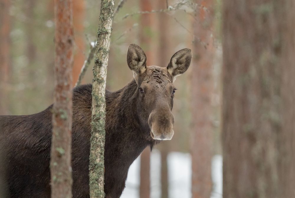 Мои фотомодели. Лоси.
